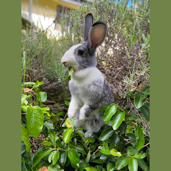 Photo of Winterberry & E’scar