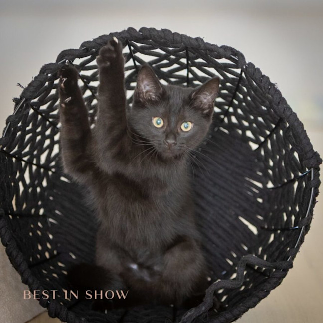 Photo of Onyx