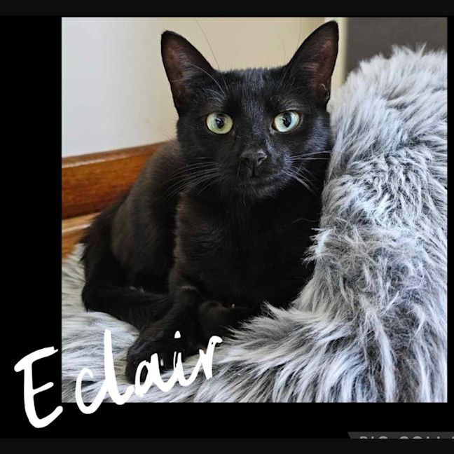 Photo of Eclair