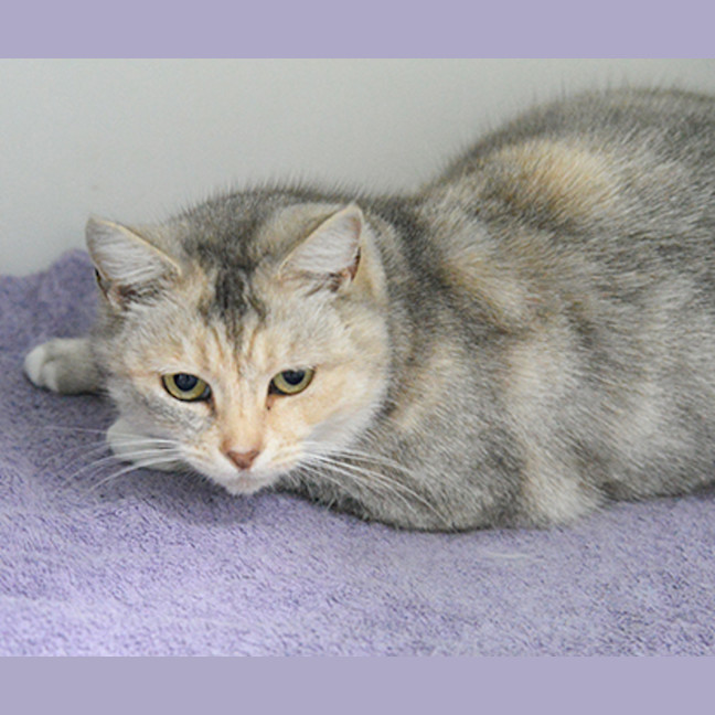 Photo of Lavender