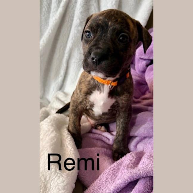 Photo of Remi