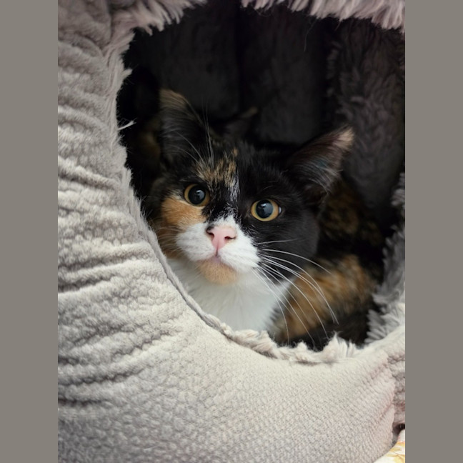 Photo of Daisy