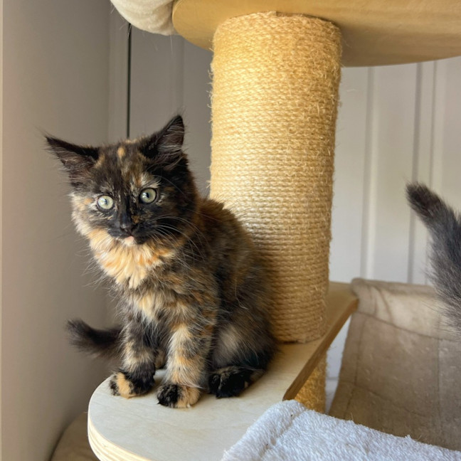 Photo of Aurora & Astra