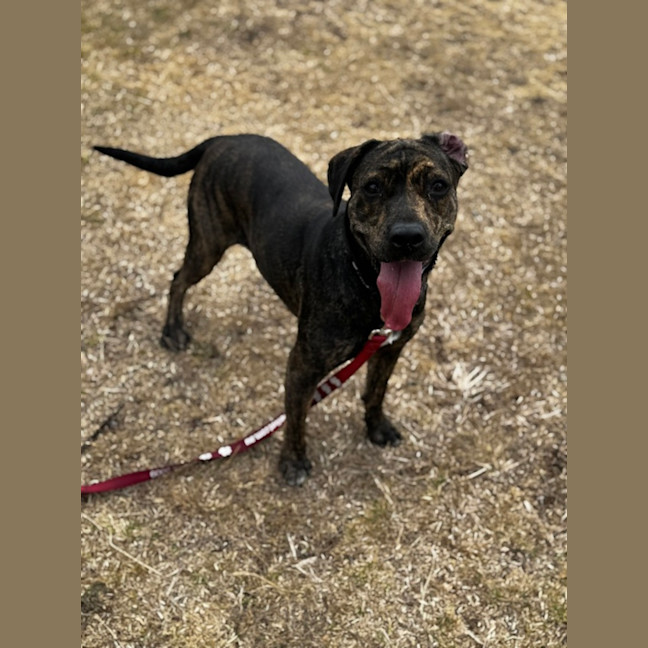 Photo of Sloan (68382)