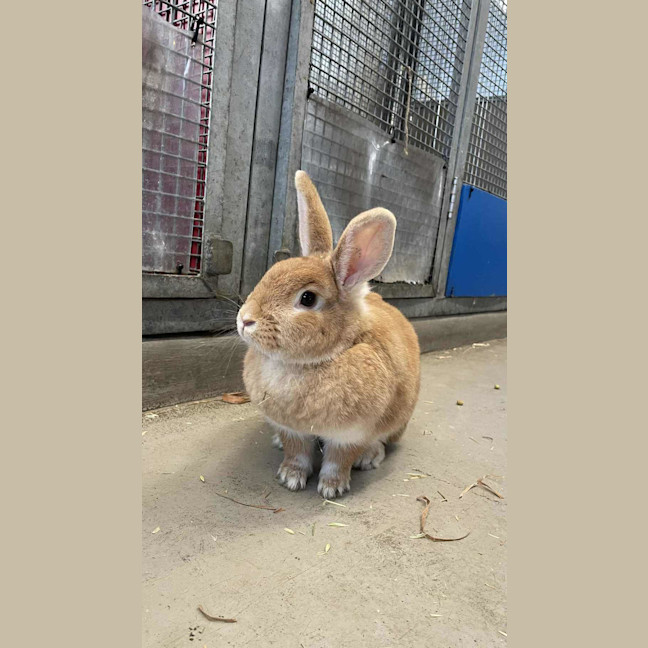Photo of Mango