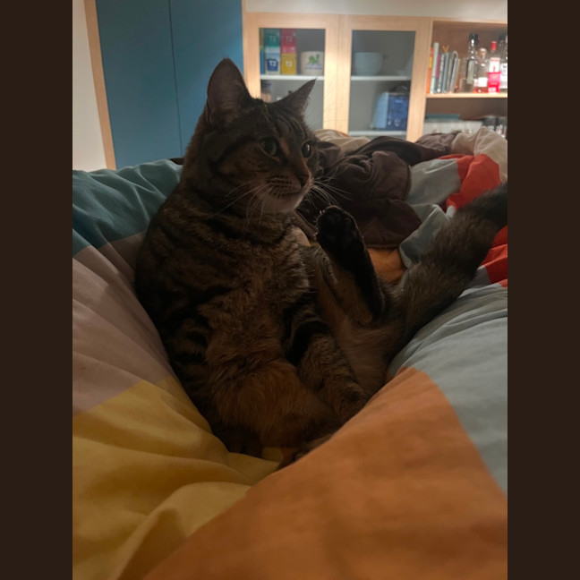 Photo of Princess Pumpkin