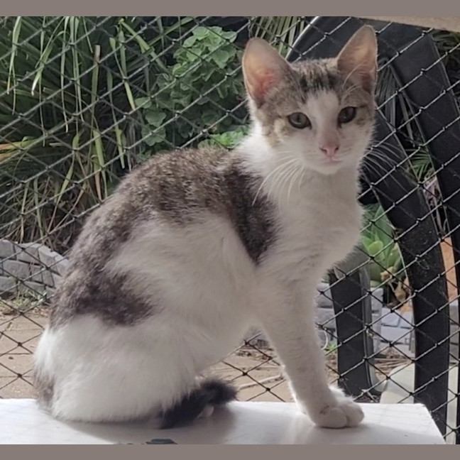Photo of Patch