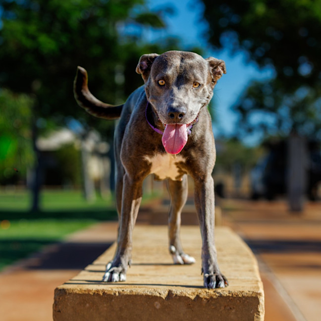 Photo of Asha