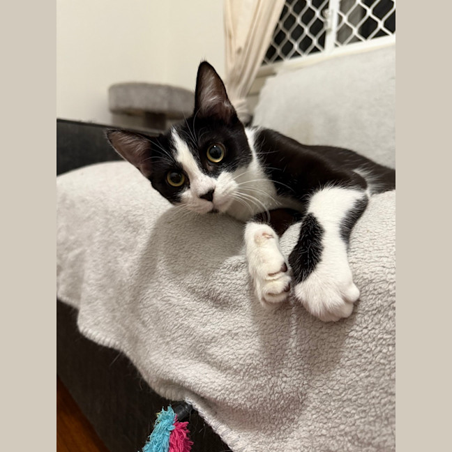 Photo of Apollo