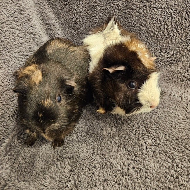 Photo of Daisy & Poppy