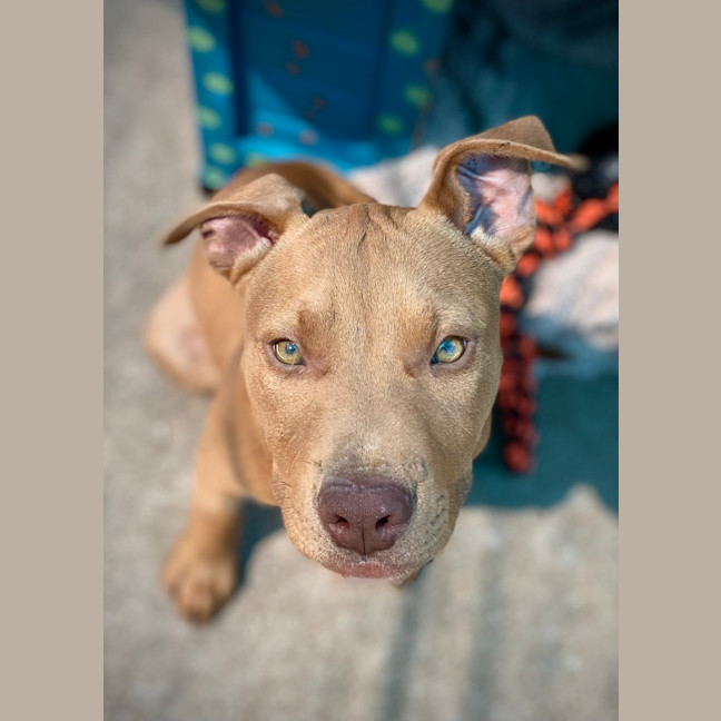 Photo of Koda