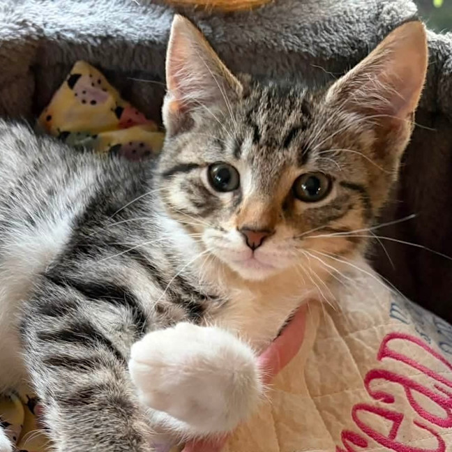 Photo of Cheddar