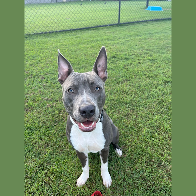 Photo of Odin