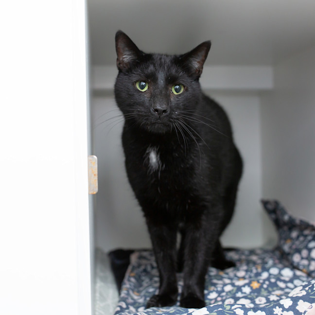 Photo of Boo