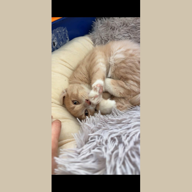 Photo of Ember (Was Creamy)