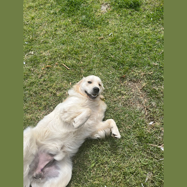 Photo of Walter (Was Cookie)