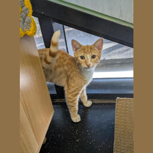 Photo of Mango