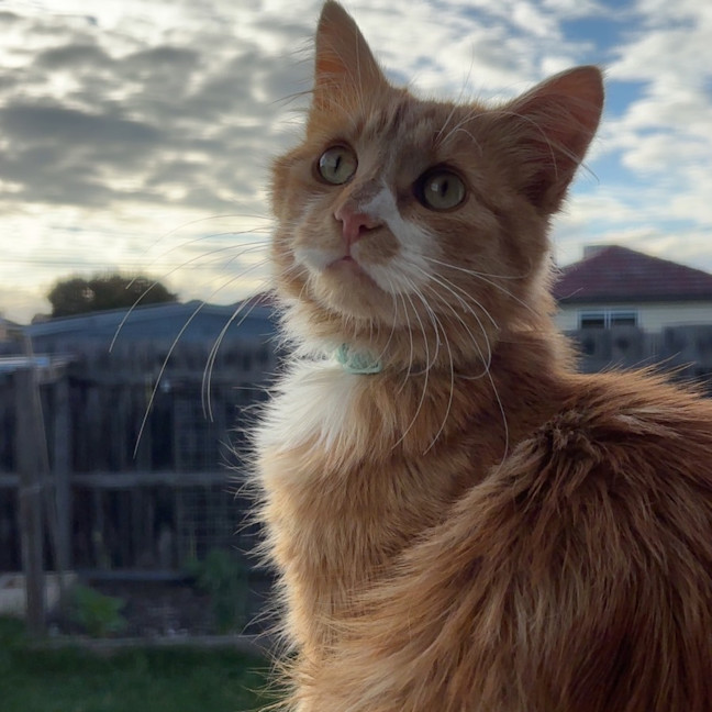 Photo of Sunny   Your Ray Of Sunshine