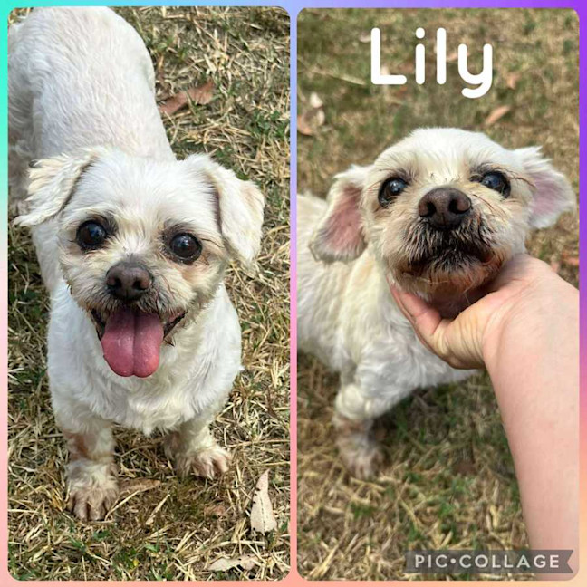 Photo of Lily