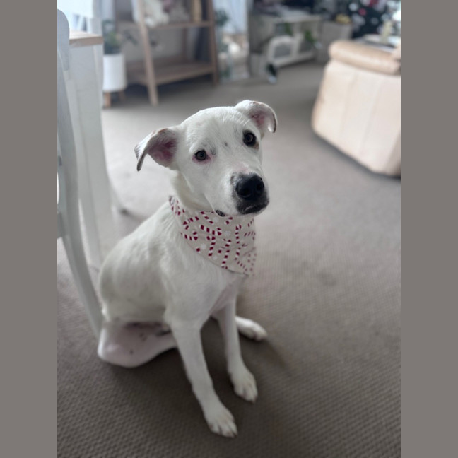 Photo of Brazil *$350 Adoption Fee*