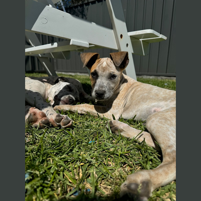 Photo of Coco   13 Week Old Cattle Dog X(trial)