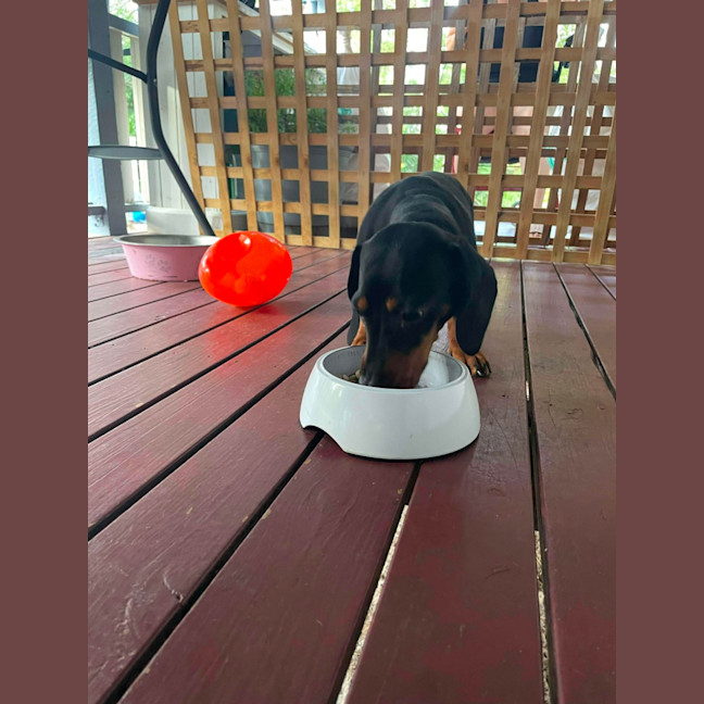 Photo of Snoopy