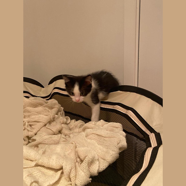 Photo of Archie