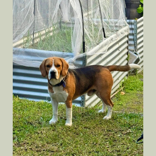 Photo of Baxter   20 Month Old Beagle