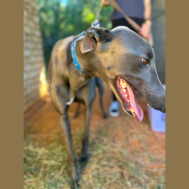 Photo of Frankie