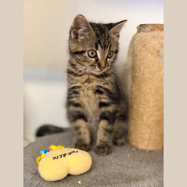Photo of Fritz