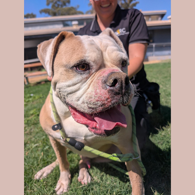 Photo of Deadly Nedley