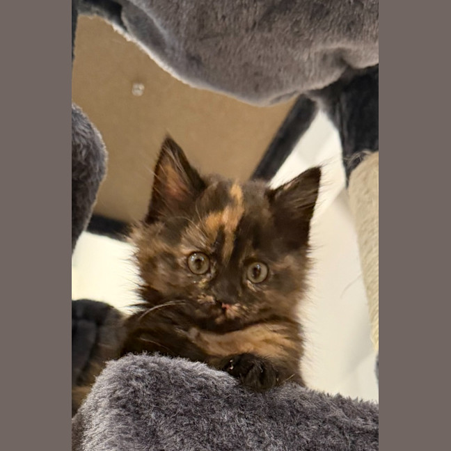 Photo of Muffin