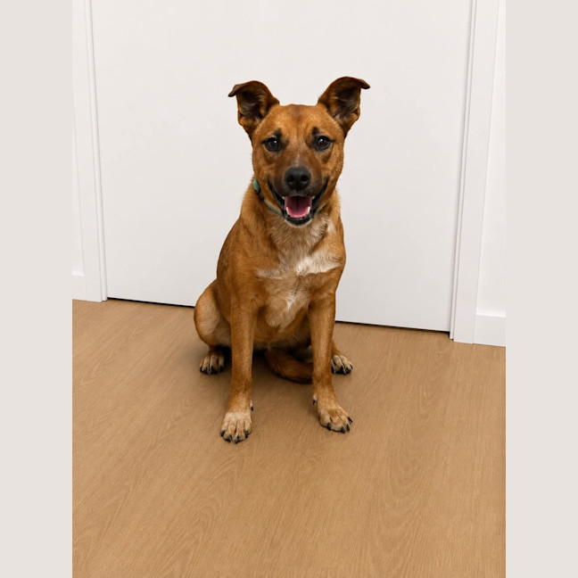 Photo of Jazzy