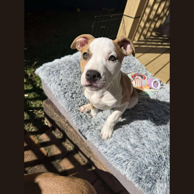 Photo of Rosie