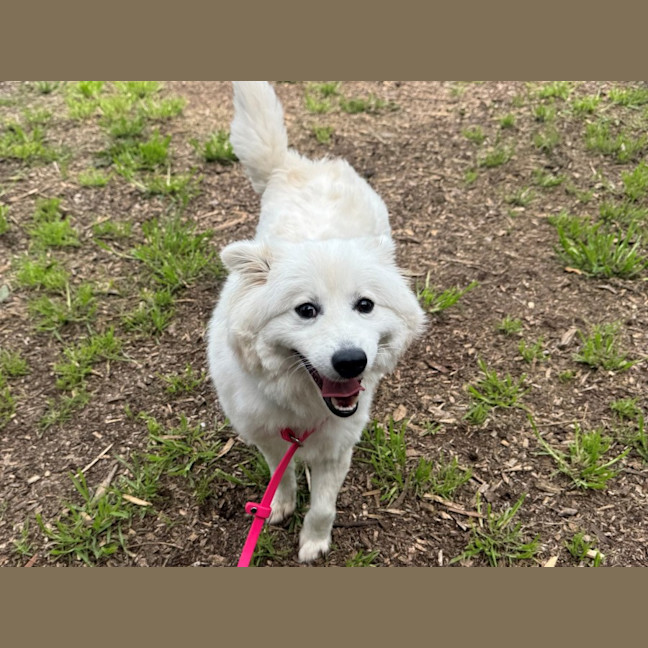 Photo of Olaf Imp 2132