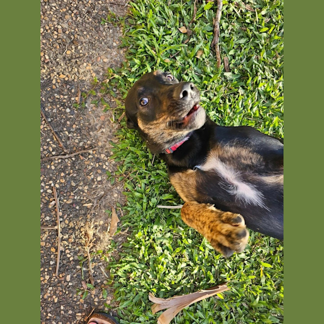 Photo of Scarlet *$350 Adoption Fee*