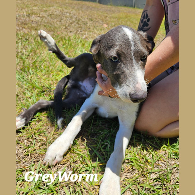 Photo of Grayson (Was Greyworm)