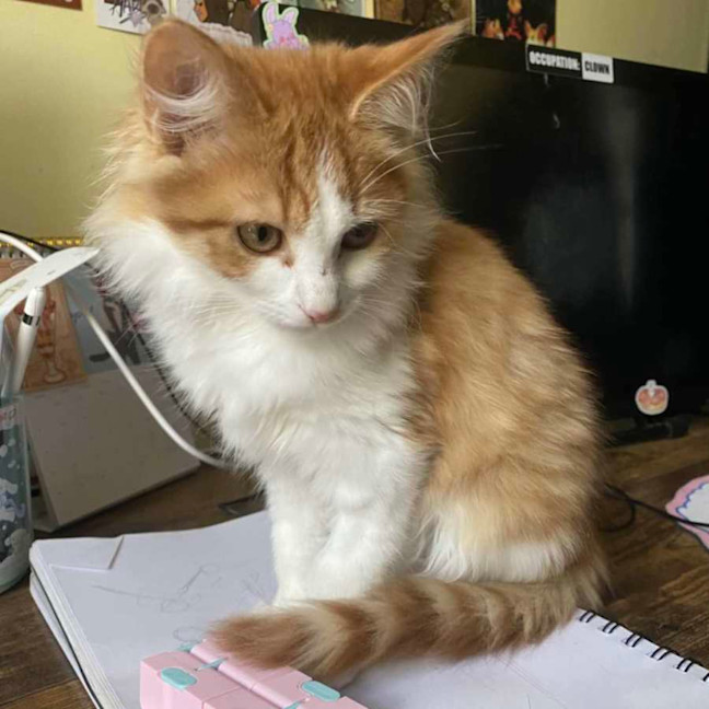 Photo of Mr Blonde   Located In Reservoir