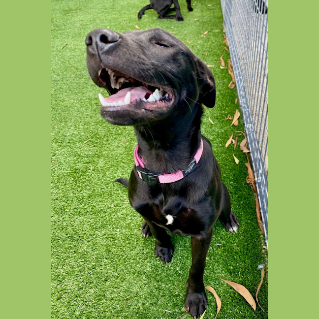 Photo of D1043 Milla 