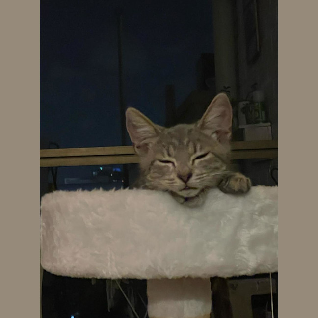 Photo of Wildi