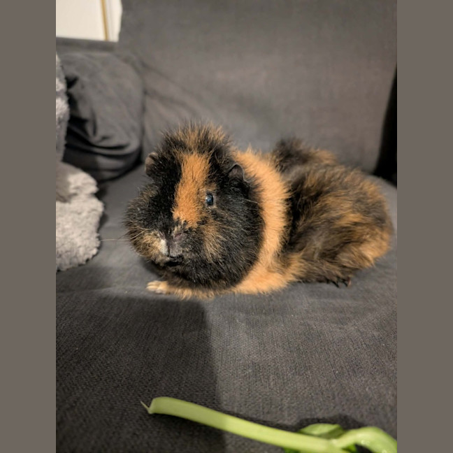 Photo of Donut