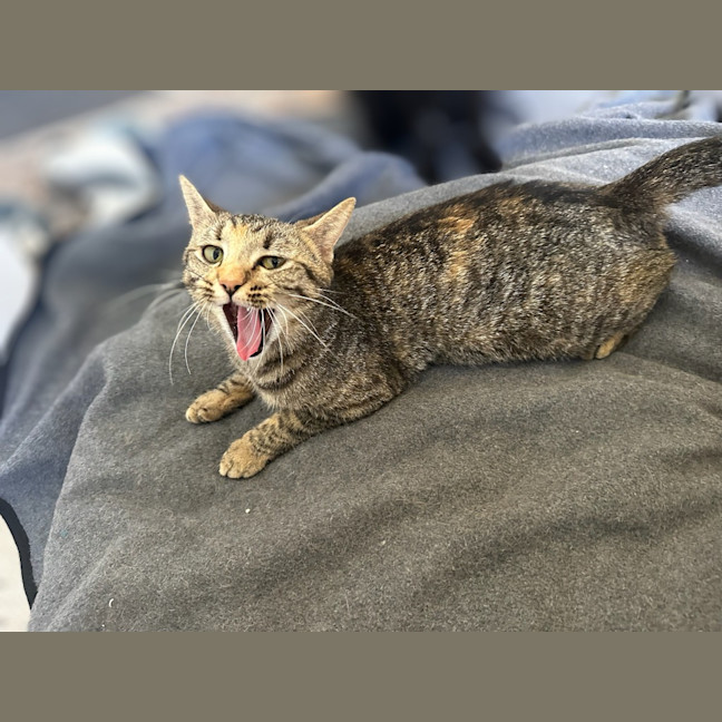 Photo of Freya