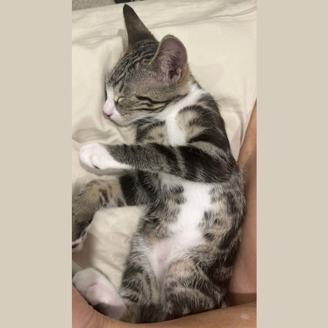 Photo of Binky Button