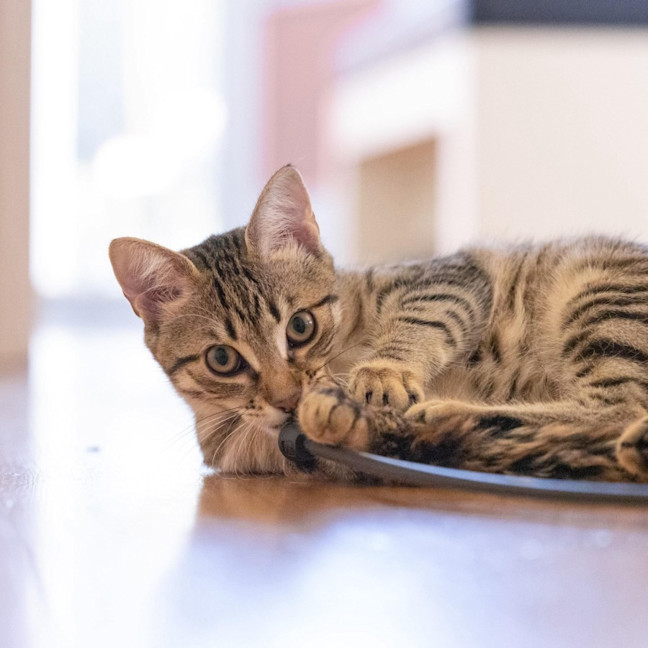 Photo of Rudder   In Foster Care In Reservoir