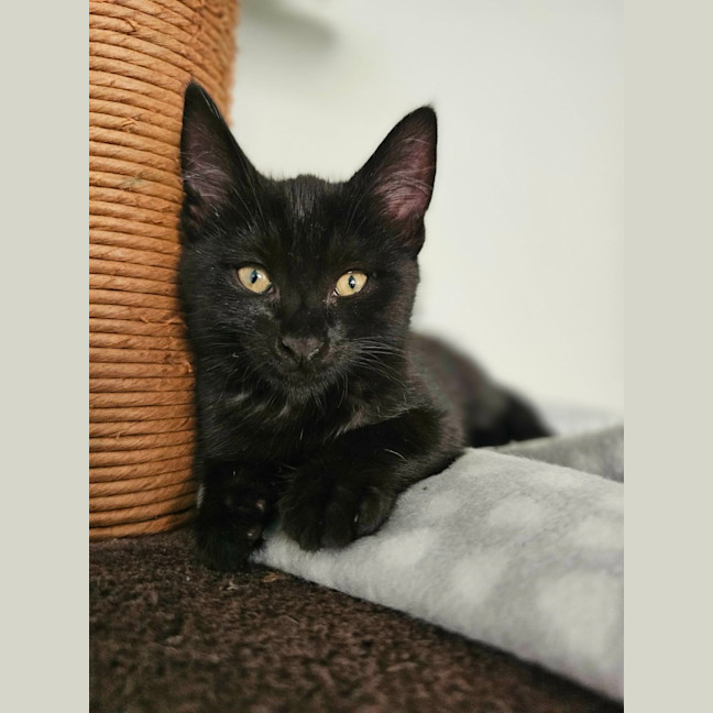 Photo of Apollo