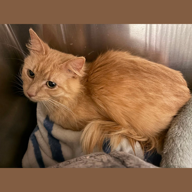 Photo of Cornflake 