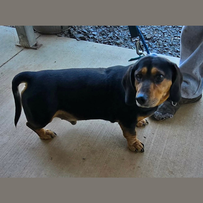 Photo of Buddy