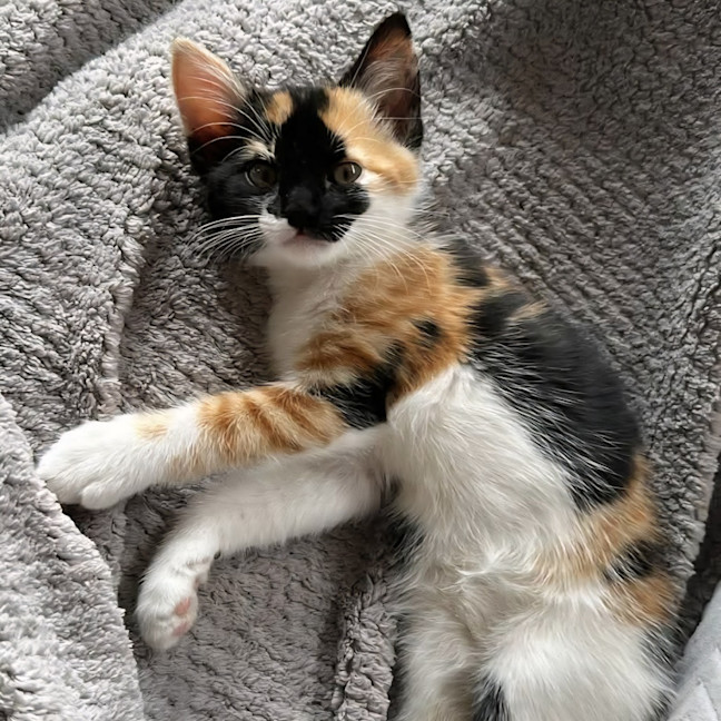 Photo of Little Sis Muffet