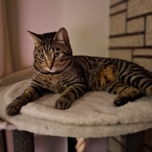 Photo of 11153   Domingo