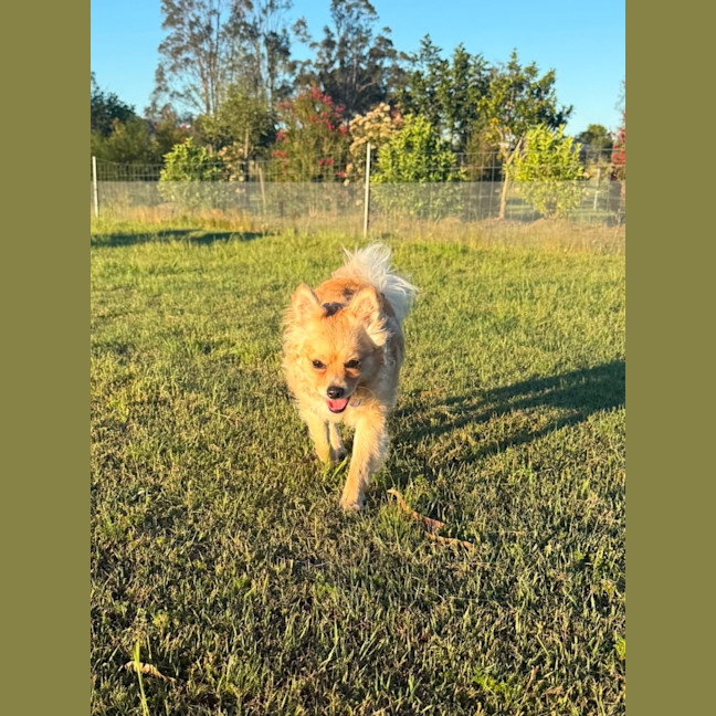 Photo of Barry   16 Month Old Pomeranian X